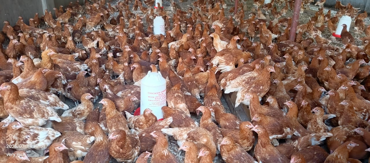 Poultry production service
