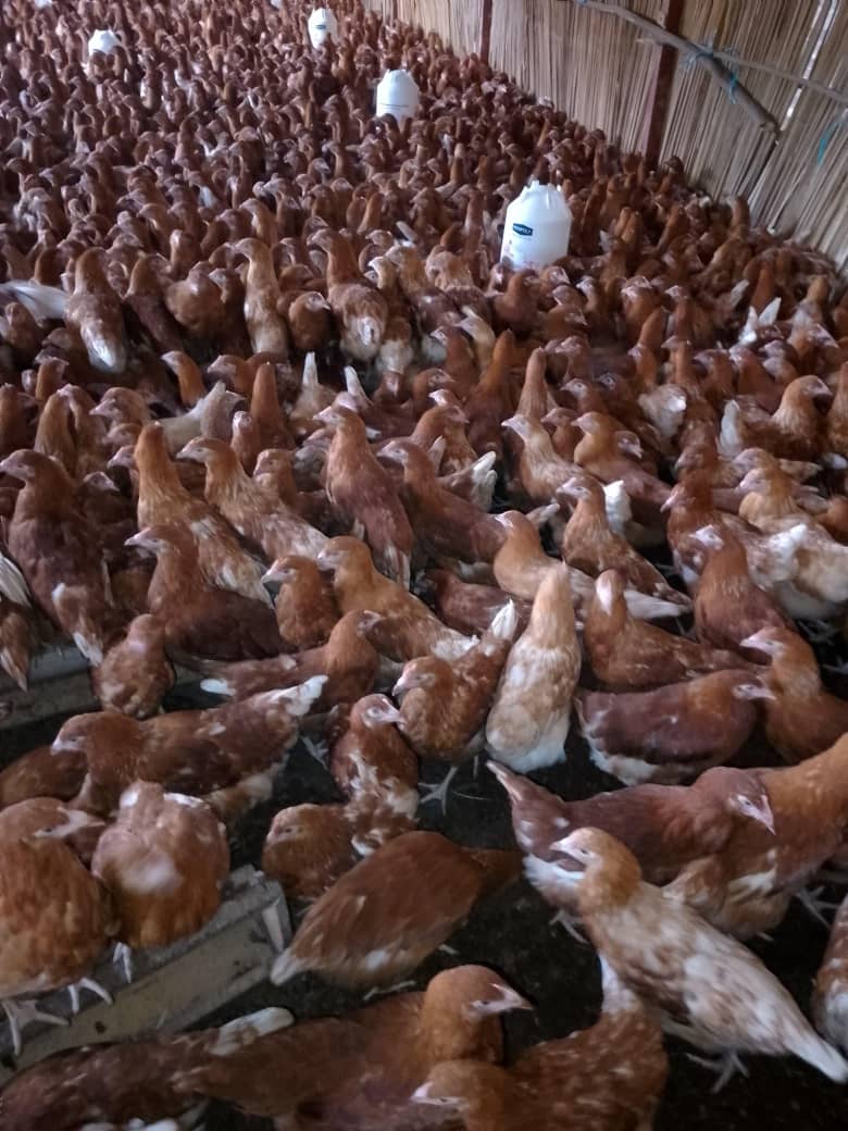 Poultry production
