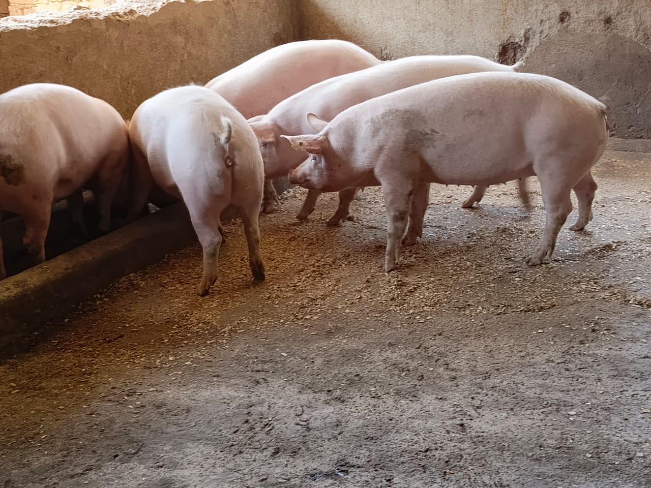 Pig farming service