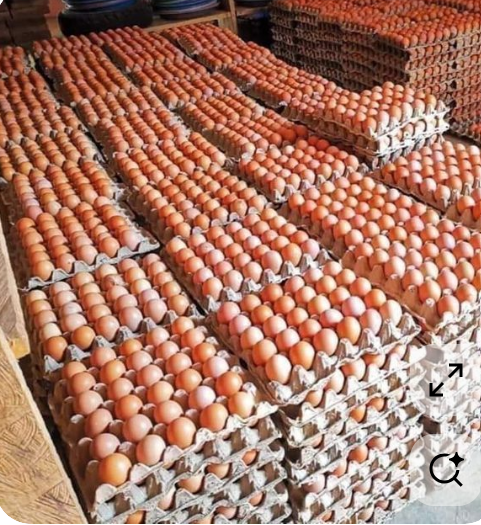 Egg production service